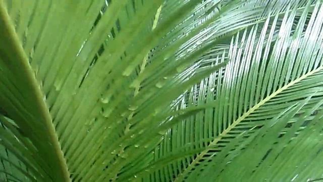 Growing and caring for Sago Palm/Cycas revoluta смотреть онлайн