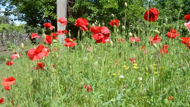 Поле с маками и полевыми цветами смотреть онлайн