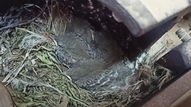 20.06.2021.ГНЕЗДО ТРЯСОГУЗКИ. WAGTAIL NEST. смотреть онлайн