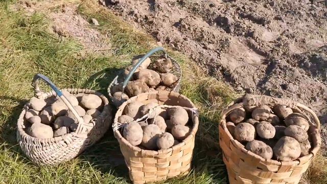 Копка картофеля плугом. 13 сентября 2023 смотреть онлайн
