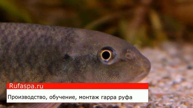 Гарра руфа разведение смотреть онлайн