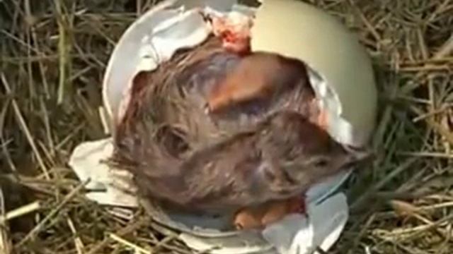 рождение страуса смотреть онлайн