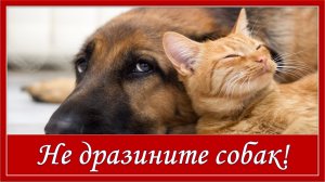 Не дразните собак. Караоке