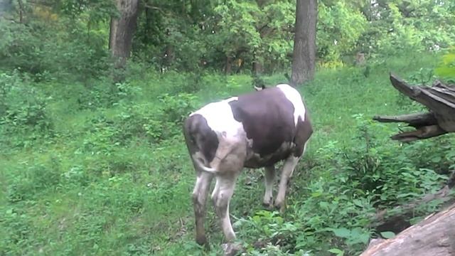 Коровы в лесу. смотреть онлайн