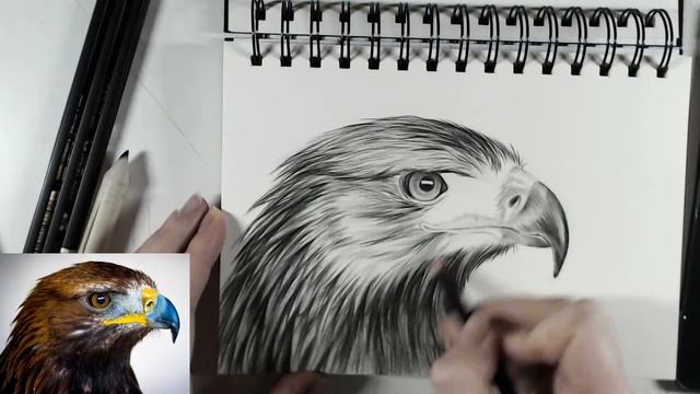 Completing the Golden eagle sketch + chat смотреть онлайн