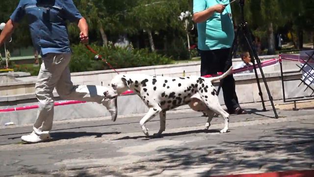 DALMATIAN CLUB SHOW PARVOMAY 2015 - CHAMPION CLASS -  MALES