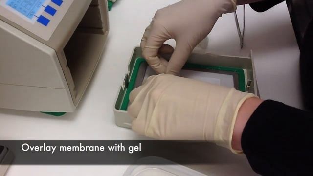 Western Blot: quick run-through смотреть онлайн