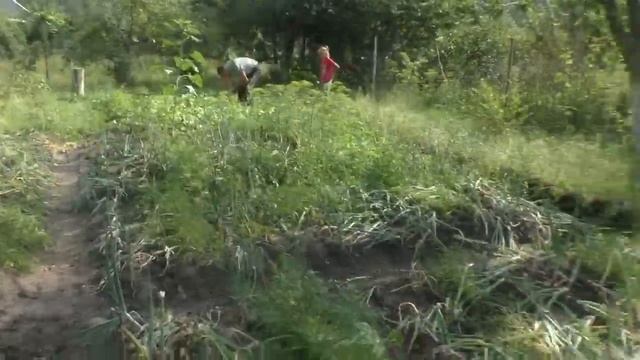 VLOG: С Ночёвкой НА Дачу/ Собираем Урожай Огурцов/ ЛИЛИИ смотреть онлайн