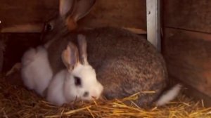 Спаривание кроликов!