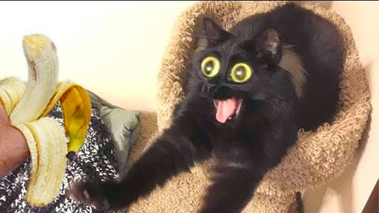 Я РЖАЛ ЦЕЛЫЙ ЧАС?ПОДБОРКА СМЕШНЫХ КОТОВ И СОБАК ДЛЯ ХОРОШЕГО НАСТРОЕНИЯ? #33 смотреть онлайн