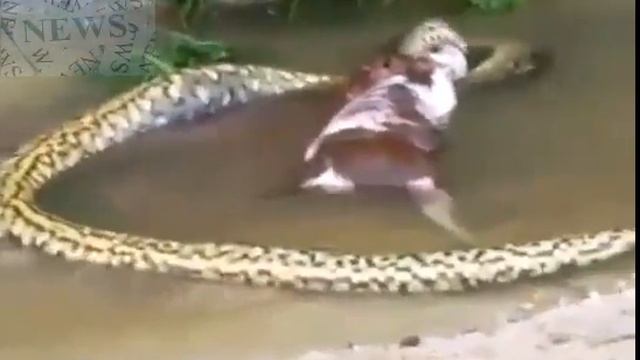 ШОК! Анаконда отрыгивает корову смотреть онлайн