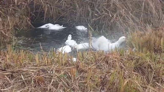 Ломан Браун курчата-Мулард та чим їх годувати 🐔🦆 смотреть онлайн