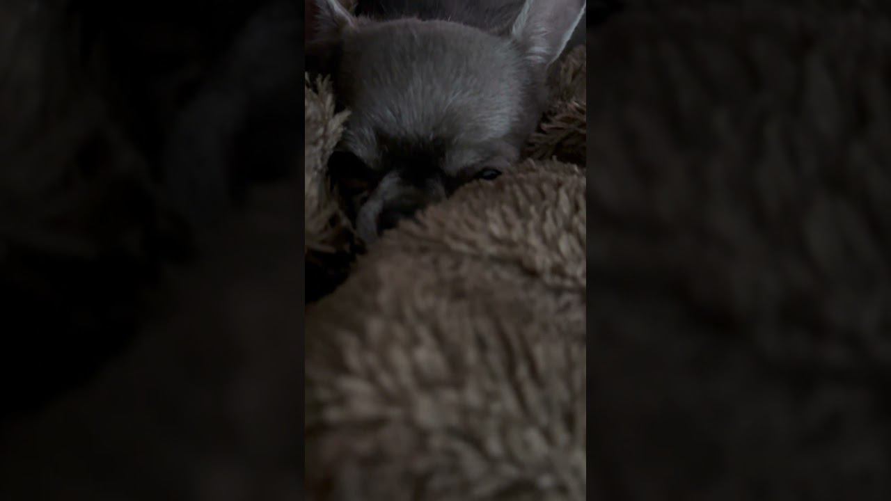 Это не просто собака #shorts #собака смотреть онлайн