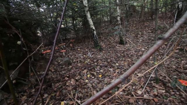 fly agaric toadstools смотреть онлайн