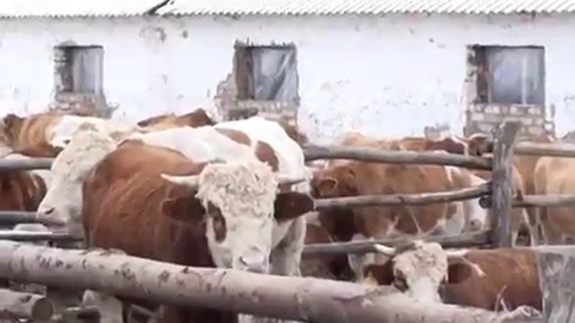 Аксеновский сельскохозяйственный техникум (история0 смотреть онлайн