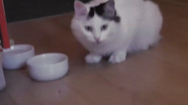 Кошка кушает как человек