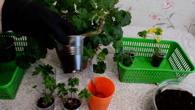 Укоренение зонартиков смотреть онлайн