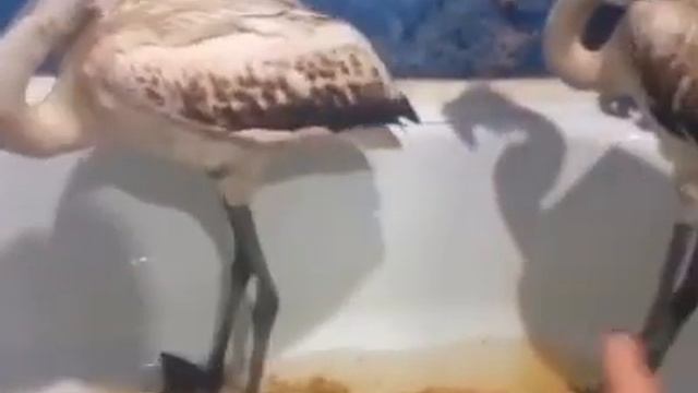 На Алтае розовый фламинго купается в ванной смотреть онлайн