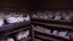 Как содержать перепелов? Выращивание перепелов. Особенности кормления перепелов. Перепелиная ферма