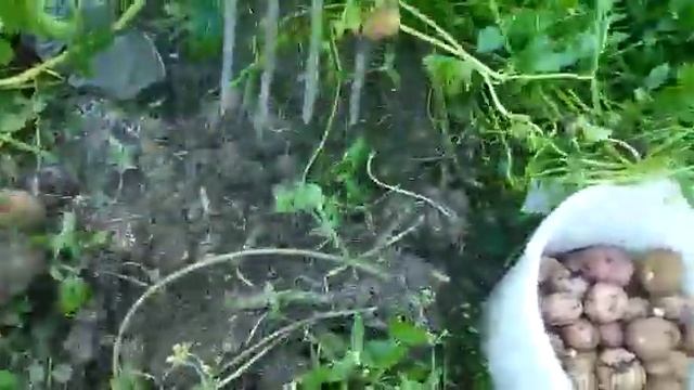 Картофель киви пробуем копать. Молодая картошка. смотреть онлайн