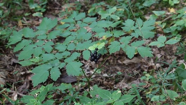 Воронец колосистый (Actaea spicata) | ЭНЦИКЛОПЕДИЯ РАСТЕНИЙ смотреть онлайн
