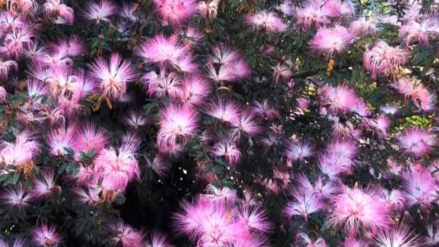 Calliandra Or Powder Puff
