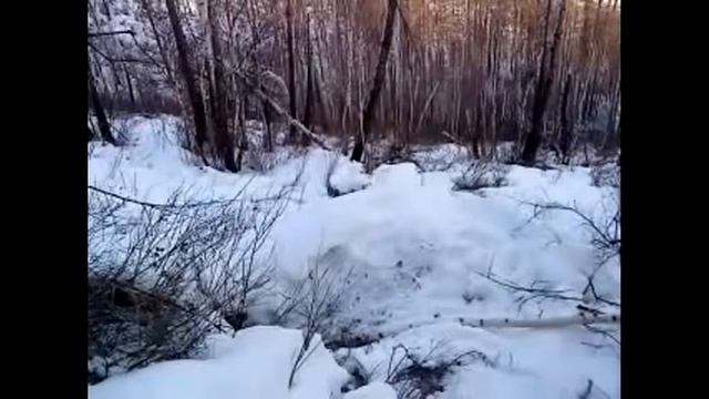 Охота на медведя!Невероятно!! смотреть онлайн