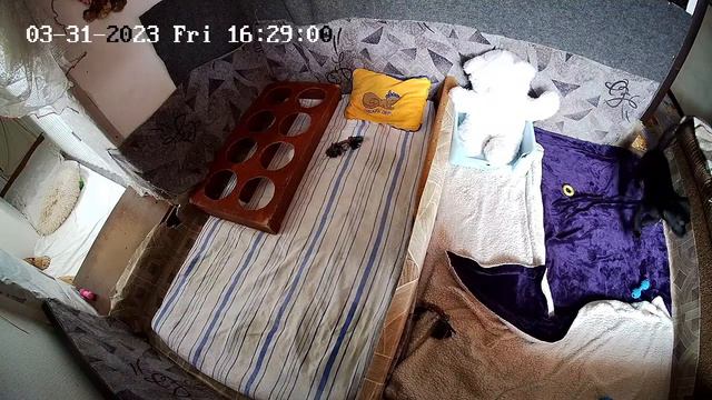 Щенки Лабрадора / ПРОДАЮТСЯ / НОВОСИБИРСК/ SHATSKIKH`S DOGS / 8-962-831-94-91/ Labrador puppies sal смотреть онлайн