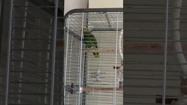 Говорящий попугай ! Амазон #амазон #попугай #говорящийпопугай смотреть онлайн