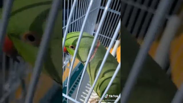 Говорящий ожереловый попугай Ричи смотреть онлайн