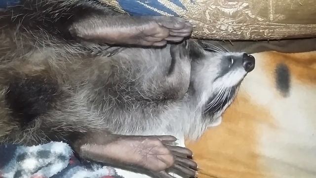 енот Жорик спит смотреть онлайн