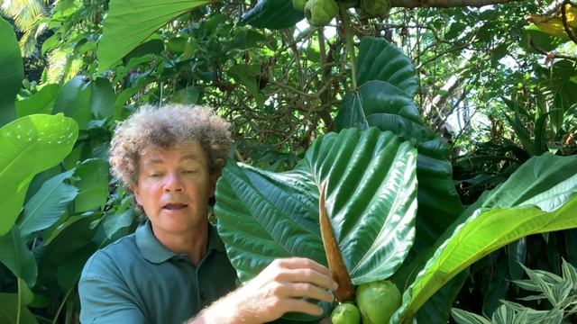 Dinner Plate Fig  - Ficus Dammaropsis