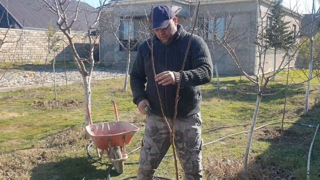 Ağacı necə əkmək Kак сажать деревья how to plant trees ???#сад #garden #fidandikimi #деревья смотреть онлайн