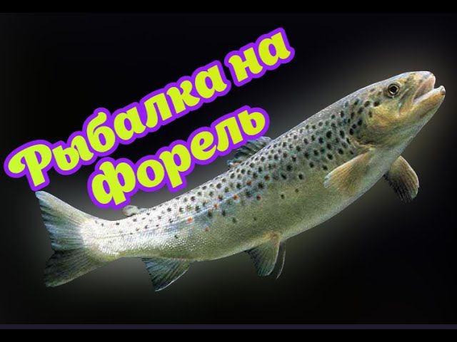 Рыбалка на платной рыбалке московская область. Форель. смотреть онлайн