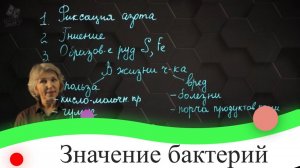 Значение бактерий. 7 класс.