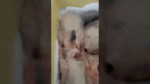 Морозильная камера из холодильника быстро и недорого своими руками за 1000 руб