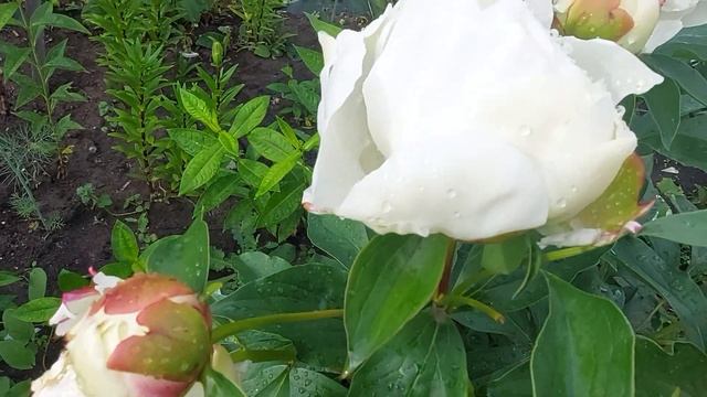 Пионы. Сорт-пересорт определили. Это пион Эльза Сасс. Июнь 2022г. смотреть онлайн