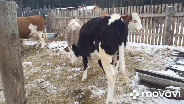 Хорошо,что взял деньгами🙏Потери в хозяйстве... смотреть онлайн