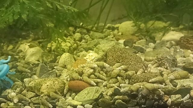 Грунтовые улитки Мелании смотреть онлайн