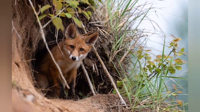 Дикие животные леса. смотреть онлайн