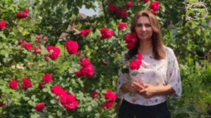 ПЛЕТИСТЫЕ РОЗЫ. Сажать или нет? Плюсы и минусы.