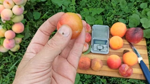 04.08.2022г. Алыча Чаривна (Волшебная). смотреть онлайн