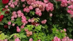 Необычная роза Раубриттер.