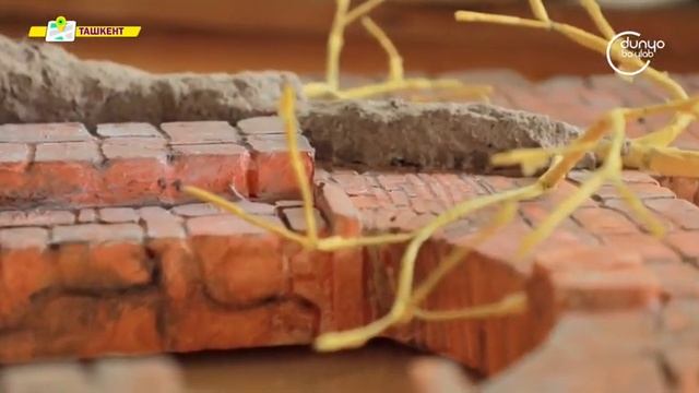 «Ландшафт.уз» | Что такое деревья Бонсай. Как выращивают Бонсай [09.07.2022] смотреть онлайн