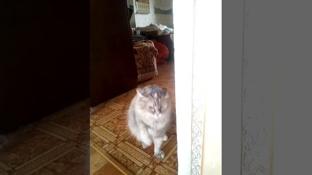 ну не манул ли? смотреть онлайн