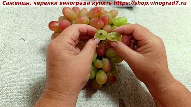 Новая ГФ селекции Пузенко Н.Л. - Маргулин, раннего срока созревания, ягода розового цвета смотреть онлайн