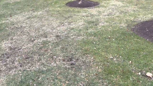 КТО СЛЕДИТ ЗА ЧИСТОТОЙ УЛИЦ В США/В БЕЛЫХ НОСКАХ ПО ЧИКАГО ПРИГОРОДАМ /ПРОВЕРЯЕМ ЧИСТОТУ УЛИЦ США смотреть онлайн