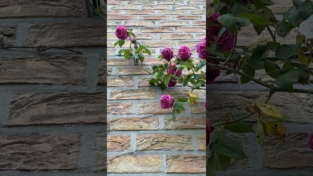 Rose “Mme Isaac Pereire”. Роза плетистая «Мадам Исаак Перейр». Фуксия. смотреть онлайн