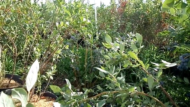 SAM 3480 Кушаем голубику сорт Шантеклер смотреть онлайн