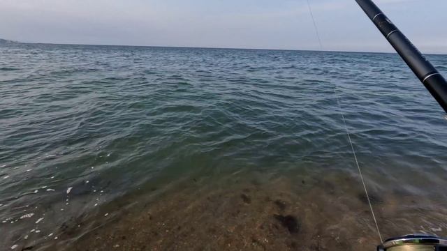 Индийский Плоскоголов в Южной Корее. Что за рыба - Европейская Солея? смотреть онлайн
